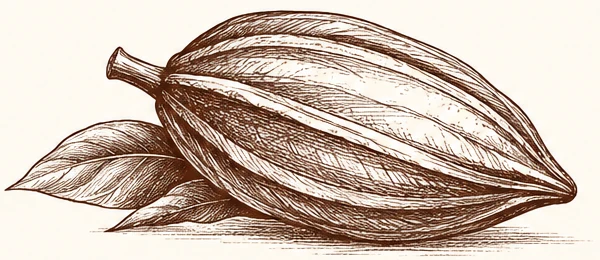 HĒVA’s hand-drawn cacao pod and leaves